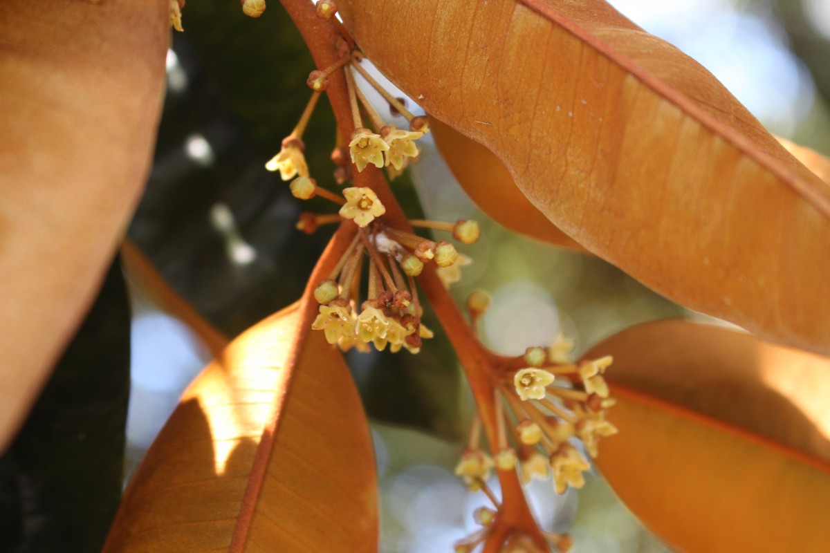 Chrysophyllum cainito L.
